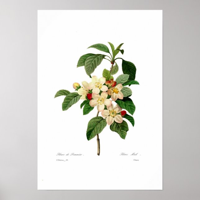 Poster Fleur de pomme (Devant)