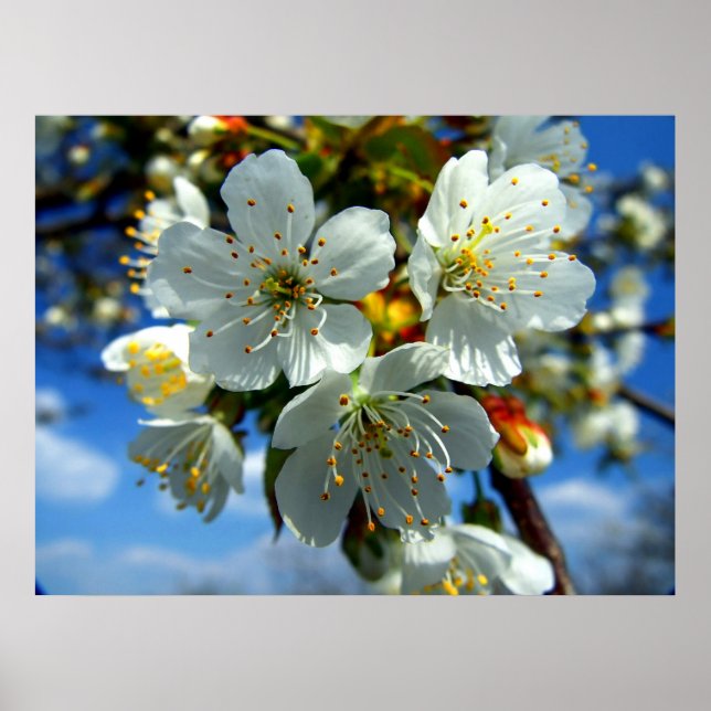 Poster Fleur de pomme blanche (Devant)