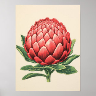 Poster Fleur de Protea rouge rayante