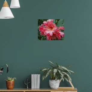 Poster Fleur de Rhododendron rose Photographie