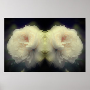 Poster Fleur de rose blanche dans le miroir en fleurs com