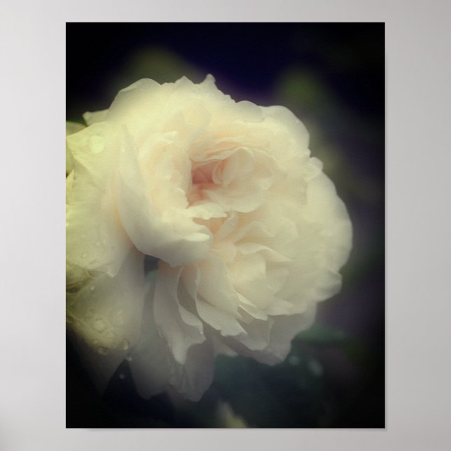 Poster Fleur de rose blanche en pleine floraison (Devant)