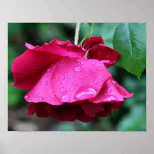 Poster Fleur De Rose Rouge Et Arroseaux