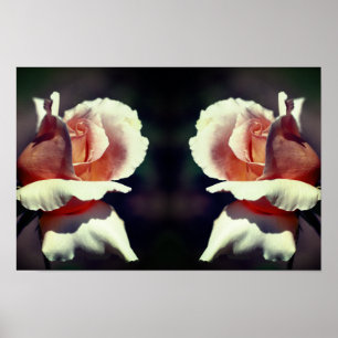 Poster Fleur de Rosier Bourgeon Rose Miroir Nature Art