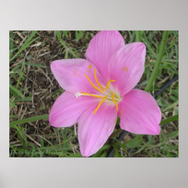 Poster Fleur de Sainte-Croix (Devant)