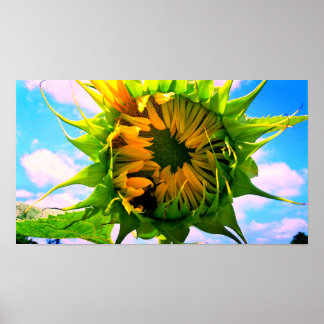 Poster Fleur de soleil en fleurs