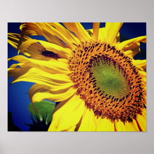 Poster Fleur De Soleil Jaune Géante Et Ami Des Insectes (Devant)