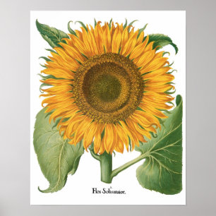 Poster Fleur de tournesol vintage par Basilius Besler