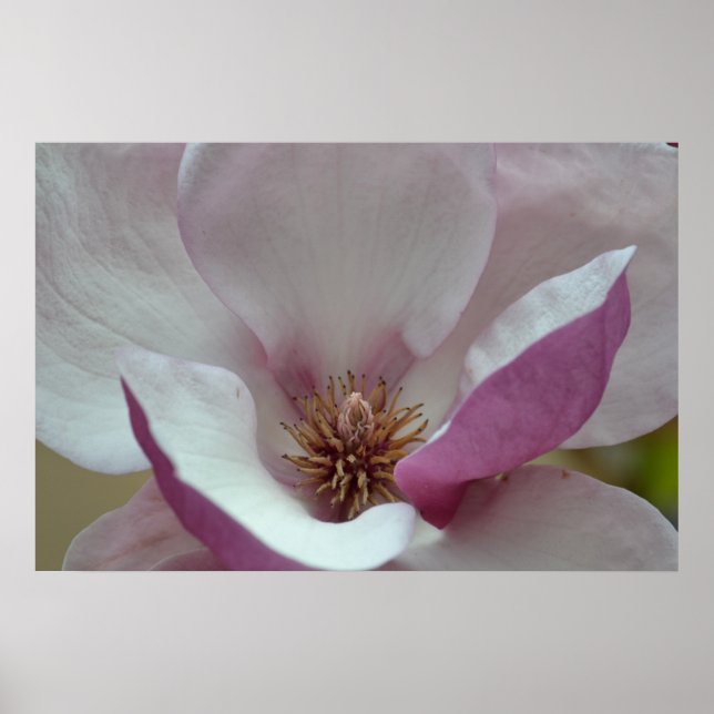 Poster Fleur de tulipe (Devant)