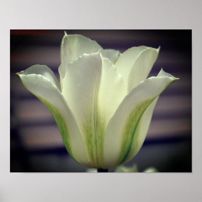 Poster Fleur de tulipe à rayures vertes (Devant)