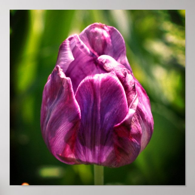 Poster Fleur de tulipe violette (Devant)