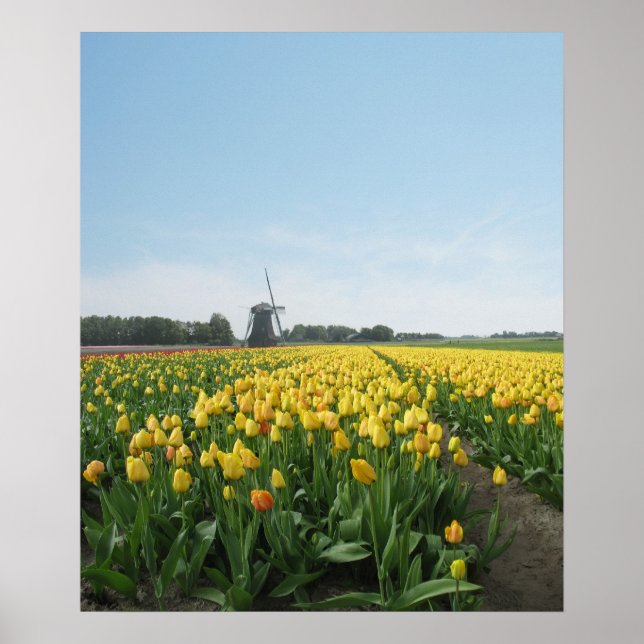 Poster Fleur de Tulipes Jaunes Hollande (Devant)
