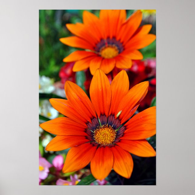 Poster Fleur d'été Orange Gazania (Devant)