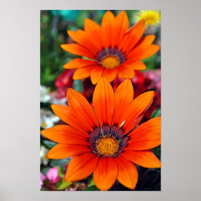 Poster Fleur d'été Orange Gazania (Devant)