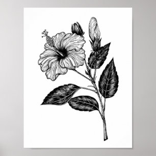 Poster Fleur d'Hibiscus III