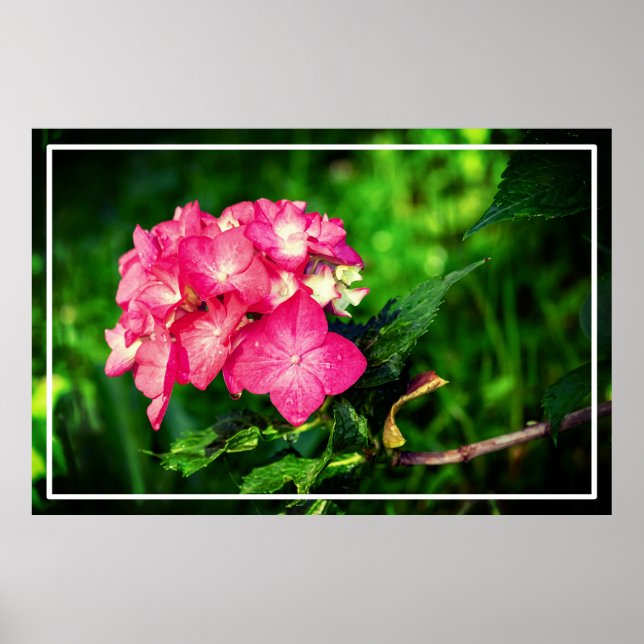 Poster Fleur d'Hydrangée Rose Nature-34694 (Devant)