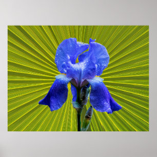 Poster Fleur d'Iris