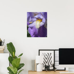 Poster Fleur d'Iris à barbe violette