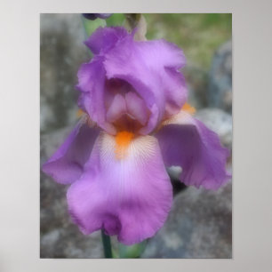 Poster Fleur d'Iris barbu Lavande rêveuse