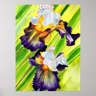 Poster Fleur d'iris floral aquarelle