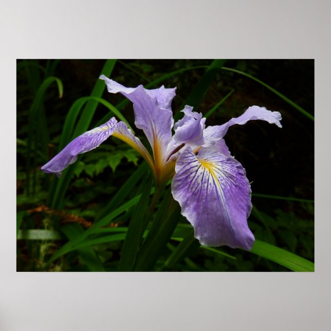 Poster Fleur d'Iris sauvage Floral pourpre (Devant)