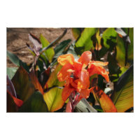 Fleur d'orange exotique
