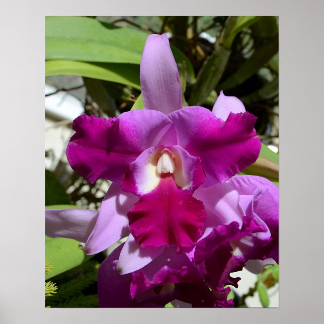 Poster Fleur d'orchidée de Cattleya tropicale (Devant)
