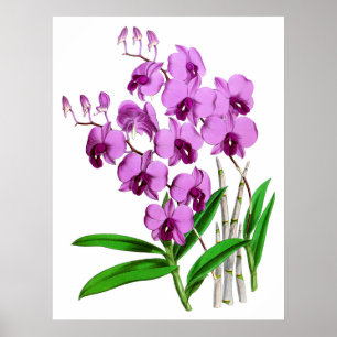 Poster Fleur d'orchidée Vintage mauve violette Agenta