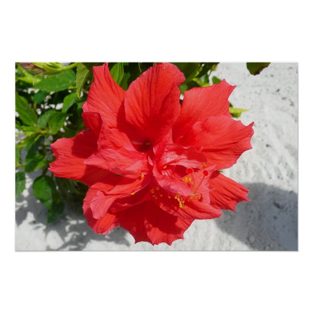 Poster Fleur double hibiscus rouge (Devant)