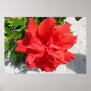 Poster Fleur double hibiscus rouge