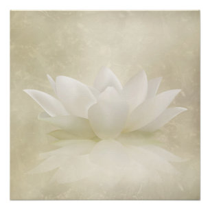 Poster Fleur douce élégante de Lotus blanc/lis