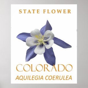 Poster Fleur du territoire du Colorado Aquilegia coerulea