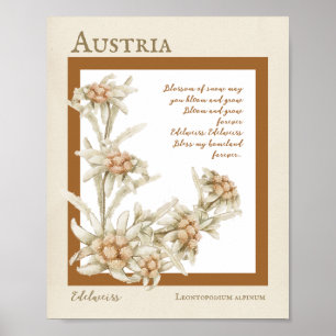 Poster Fleur Edelweiss Autriche