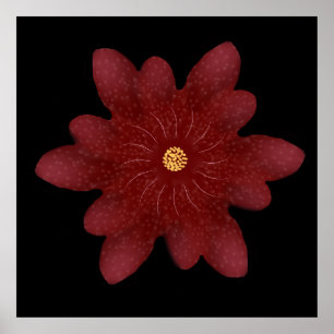 Poster Fleur élégante de velours rouge sur fond noir   Fl