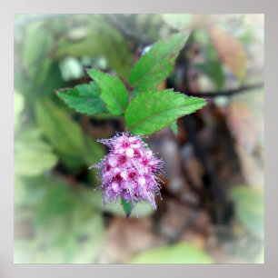 Poster Fleur en automne