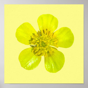 Poster Fleur en beaming Buttercup - transparent.