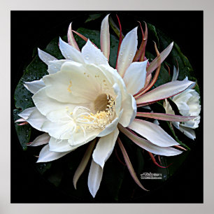Poster Fleur Epiphyte Cactus
