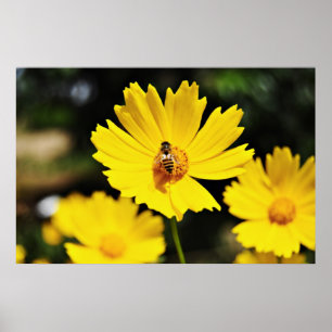 Poster Fleur et abeille du Cosmos jaune