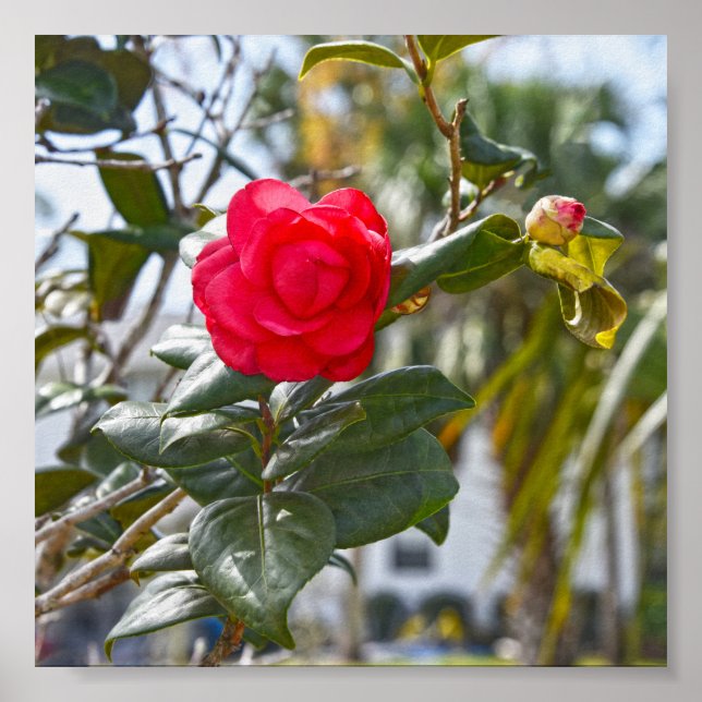 Poster Fleur et bourgeon rouge cerise Camellia (Devant)