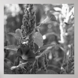 Poster Fleur Et Mauvaises Maisons Noir Et Blanc
