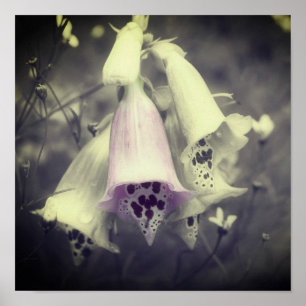 Poster Fleur Foxglove Rose Noir Et Blanc Couleur Partiell