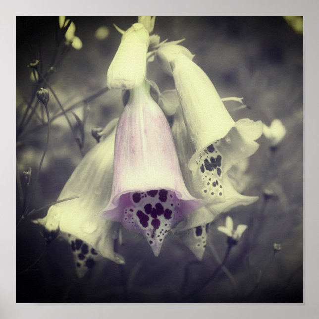 Poster Fleur Foxglove Rose Noir Et Blanc Couleur Partiell (Devant)