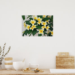 Poster Fleur Frangipani blanc