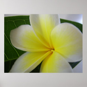 Poster Fleur Frangipani Blanc Et Jaune
