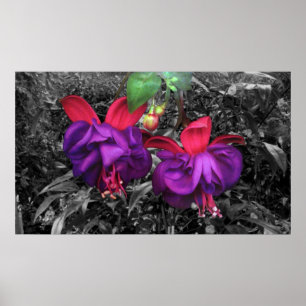 Poster Fleur fuchsia