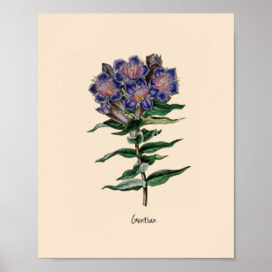 Poster Fleur Gentien