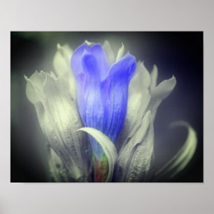 Poster Fleur Gentienne Bleue Noir Et Blanc Partielle Coul
