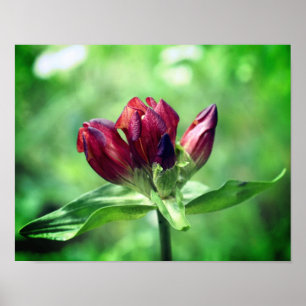 Poster Fleur Gentienne Rouge En Fleur Gros