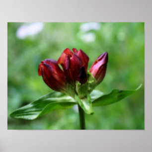 Poster Fleur Gentienne Rouge En Fleuron Orton Art