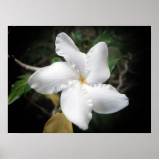 Poster Fleur hawaïenne 2